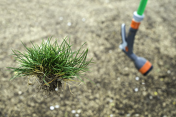 Image showing Turf grass and earth