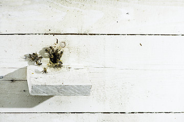 Image showing Bees entering the hive