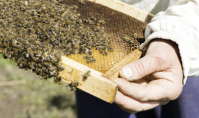 Image showing Close up honeycombs