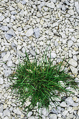 Image showing Green grass and stones