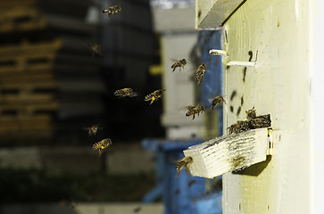 Image showing Bees entering the hive