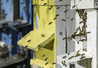 Image showing Swarm of bees fly to beehive