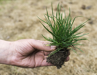 Image showing Turf grass and earth