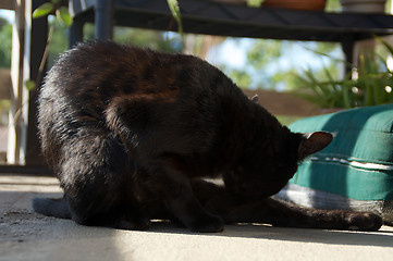 Image showing black cat grooming itself