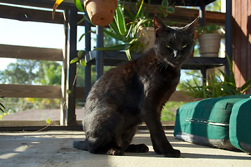 Image showing young black cat on porch