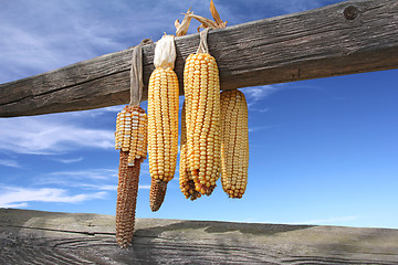 Image showing Ears of corn