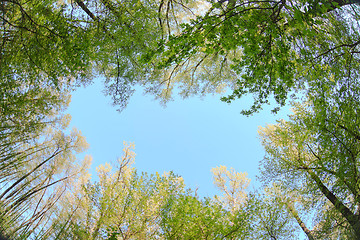 Image showing treetops on a background of blue sky nature beautiful landscape