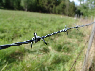 Image showing Barb Wire