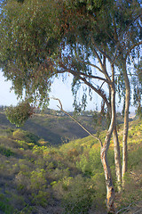 Image showing Tree and canyon