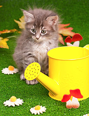 Image showing Cute gray kitten