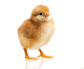 Image showing Chicken