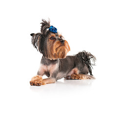 Image showing Yorkshire terrier