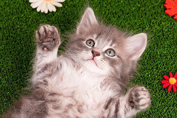 Image showing Cute gray kitten