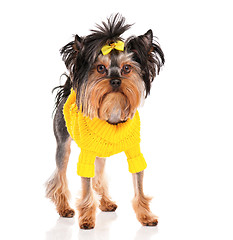 Image showing Yorkshire terrier