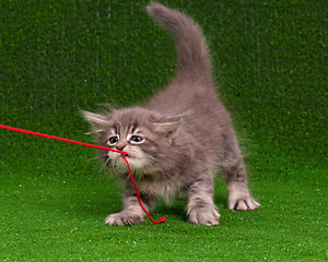 Image showing Kitten with red clew