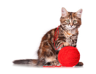 Image showing Kitten with red clew of thread