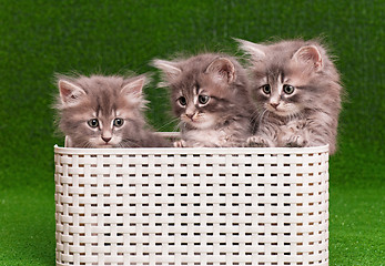 Image showing Cute gray kittens