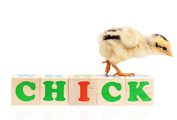 Image showing Chicken