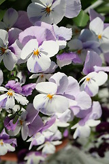 Image showing Pansies