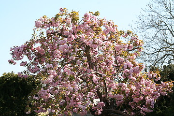 Image showing Japanese Cherry tree