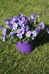 Image showing Pansies