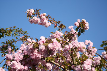 Image showing Japanese Cherry tree
