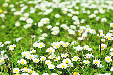 Image showing chamomile flowers field 