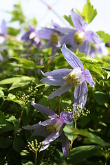 Image showing Clematis Alpina