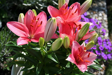 Image showing Lilies in flowerbed