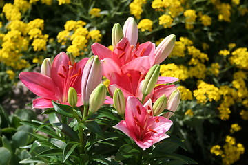 Image showing Lilies in flowerbed