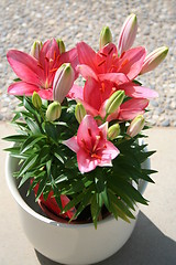 Image showing Lilies as potted plant