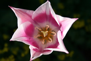 Image showing Close up of Tulip