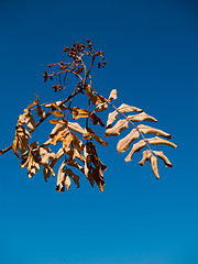 Image showing Dry Nature