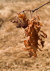 Image showing Dry Nature