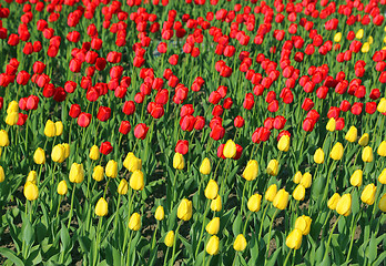 Image showing Beautiful yellow and red tulips natural background