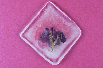 Image showing violet flowers frozen at ice