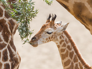 Image showing Young giraffe eating