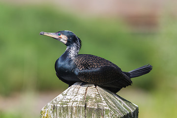 Image showing Cape Cormorant