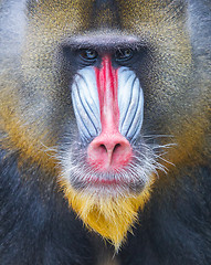 Image showing Portrait of the adult mandrill