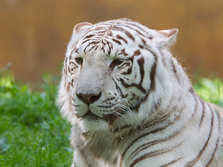 Image showing White tiger