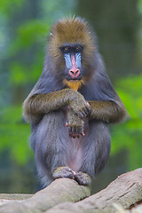 Image showing Portrait of the adult mandrill