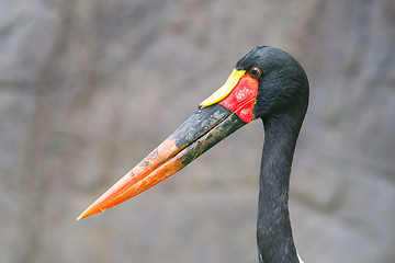 Image showing Saddle-billed stork. Latin name - Ephippiorhynchus senegalensis