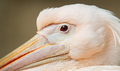 Image showing Adult pelican resting