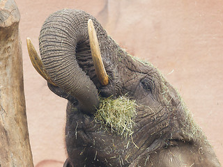 Image showing Elephant eating grass 