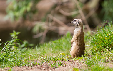 Image showing Meerkat portrait