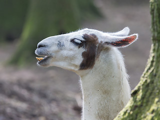 Image showing Lama with dark nature background