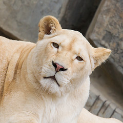 Image showing Female African white lion resting