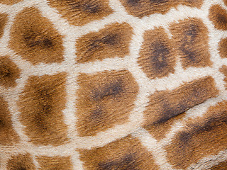 Image showing Genuine leather skin of giraffe
