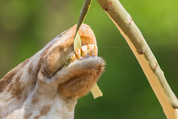 Image showing Giraffe eating