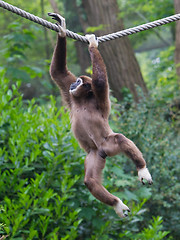 Image showing Lar Gibbon, or a white handed gibbon